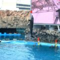 名古屋港水族館イルカショーは大興奮必至！席取りのコツを徹底解説