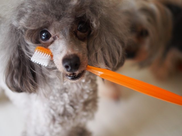 犬の歯磨きはいつから始める 頻度は タイミングはいつがいい 生活情報発信ブログ